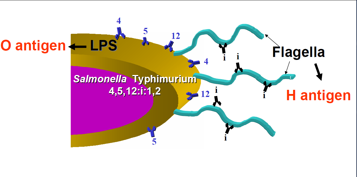 Sérologická konfirmace Salmonella spp.