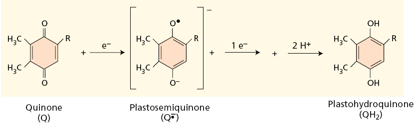 plastochinon - mobilní přenašeč elektronů a protonů - malá hydrofobní molekula difuze membránou oxidovaná