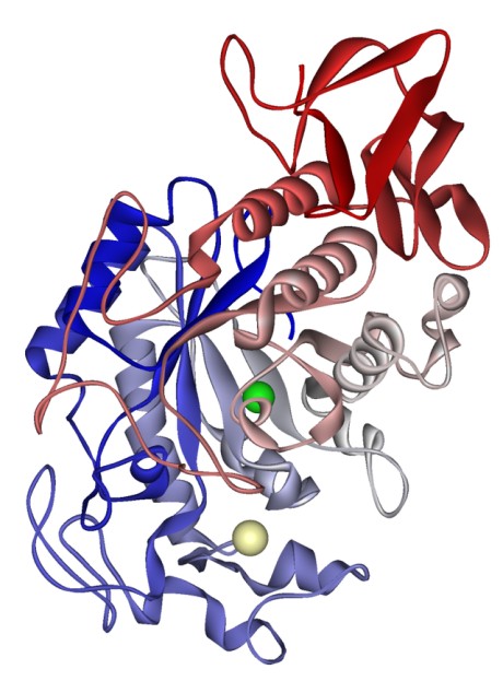 Metabolismus škrobu Je zajišťován amylázou U člověka se vyskytuje α-amyláza ve různých tkáních, ale nejběžnější je slinná a pankreatická 7 genů na 1.
