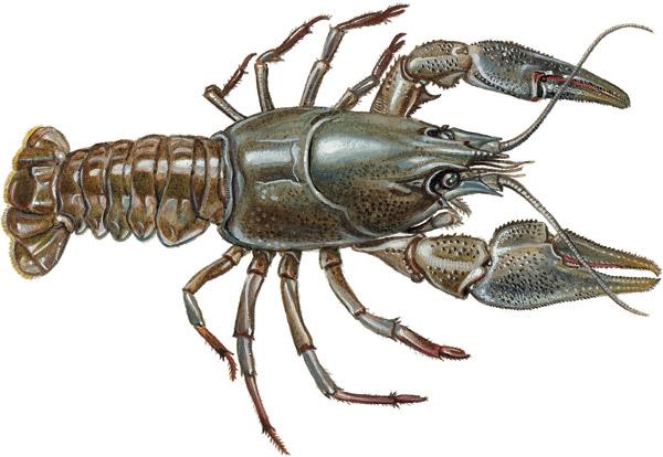 Sacculina