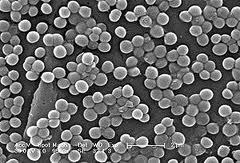 Staphylokokus epidermidis - fyziologicky na kůži, na rozdíl od jiných bakterií mu nevadí vyšší koncentrace NaCl, způsobuje endokarditidy při umělých chlopních a podílí se