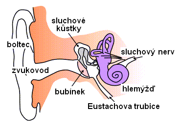 Dýchací ústrojí komunikuje se středním uchem