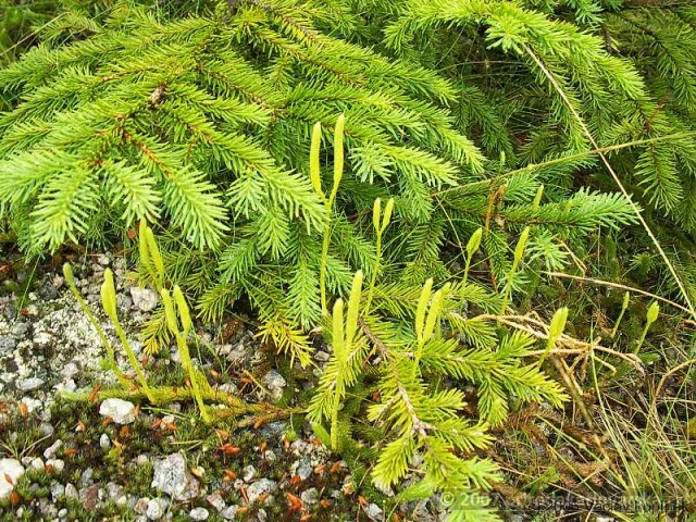 LYCOPODIUM SPP.