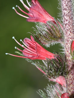 HIMANTOGLOSSUM ADRIATICUM - jazýček