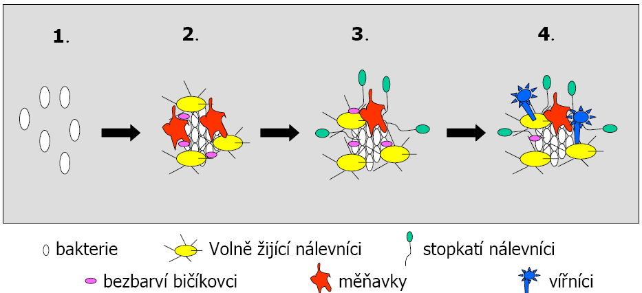 Obr. 3 Schéma vzniku vločky aktivovaného kalu [17] Podle velikosti se rozlišuje pět velikostních kategorií vloček: mikrovločky (do 50 µm), drobné vločky (50-250 µm), střední vločky (250-500 µm),