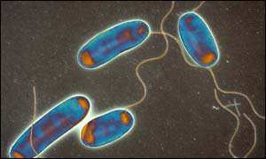 Proteobacteria (G-) Hydrobacteria Myxococcales