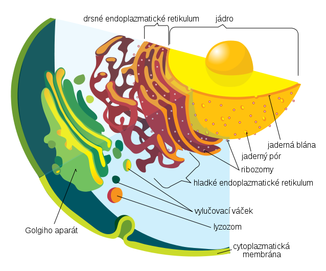 Endoplasmatické retikulum a