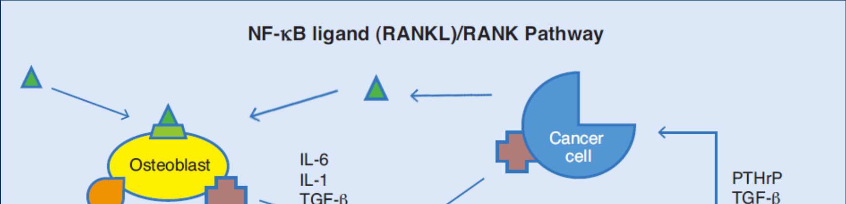 RANK/RANKL