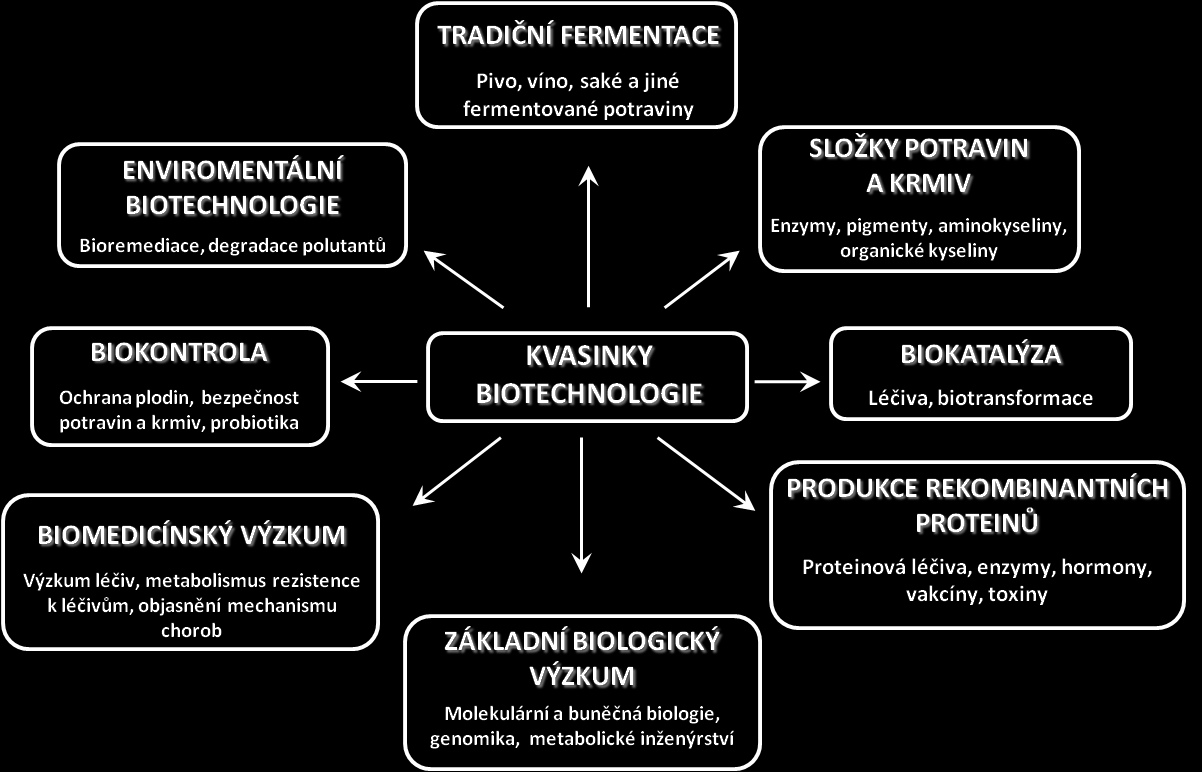 Obr. 1: Schematické znázornění různých odvětví využití kvasinek v biotechnologiích (Kurtzman et al., 2011a).
