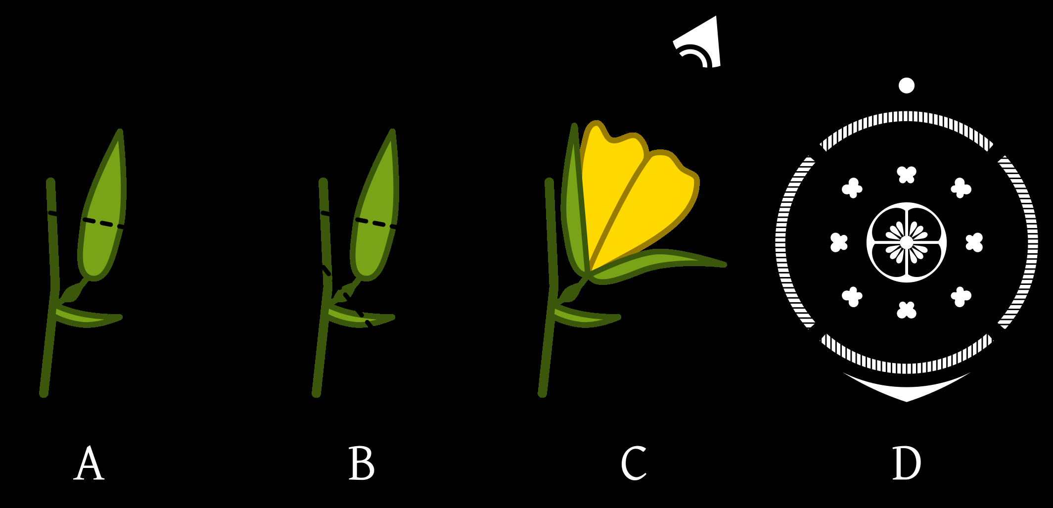 Teoretická část. Květní diagramy.. Základní charakteristika Květní diagram graficky popisuje květ.