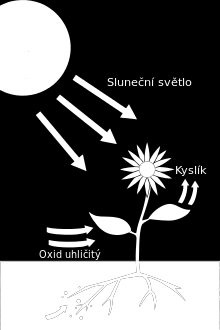 Přeměna látek K přeměně látek je potřeba: 1. Voda, živiny 2. Zelené barvivo 3.