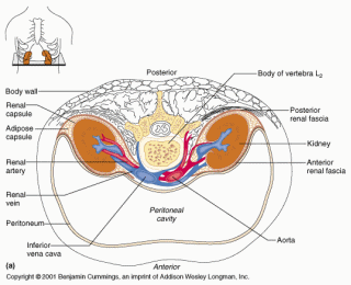 Ledvina je spolu s nadledvinou obklopena tukovým polštářem (capsula adiposa) Vazivové pouzdro (fascia