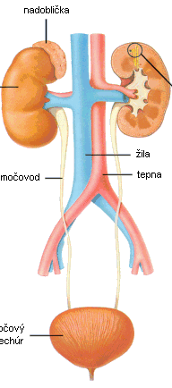 Močovod: (ureter) Zevní popis: průměru 3 až 6 mm Odvádí moč z ledvinové pánvičky do močového měchýře Dělení: pars abdominalis, pelvina, intramuralis pars abdominalis od led. pánvičky - retroper.