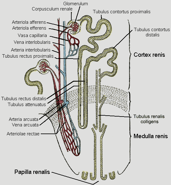 Kanálky: (tubulus renalis) proximální kanálek Henleovu kličku distální kanálek ústí do sběracího kanálku (tubulus colligens)