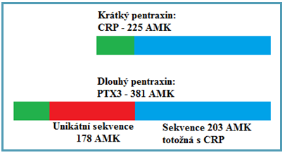 Proteiny akutní fáze 5.3 Pentraxin 3 Lidský PTX3 je prototypem skupiny dlouhých pentraxinů s molekulovou hmotností 45 kda [31].