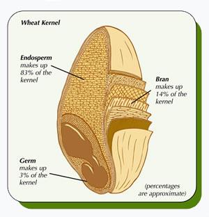 Dělohy ploché listové útvary Endosperm vyživovací