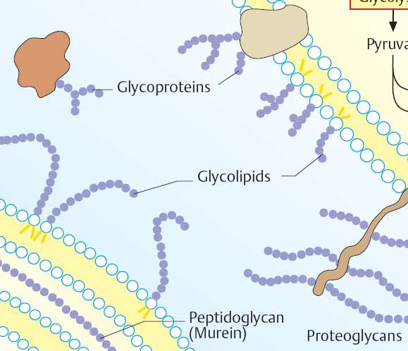 SACHARIDY (glycidy) = uhlohydráty, uhlovodany, karbohydráty Struktura, vlastnosti a funkce sacharidů