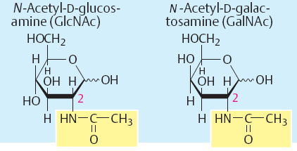 5) esterifikací vznikají estery s H 3 PO 4 (meziprodukty metabolismu) s H 2 SO 4 (součást proteoglykanů) aminocukry bývají acetylovány (součást heteroglykosidů) Obrázek převzat z