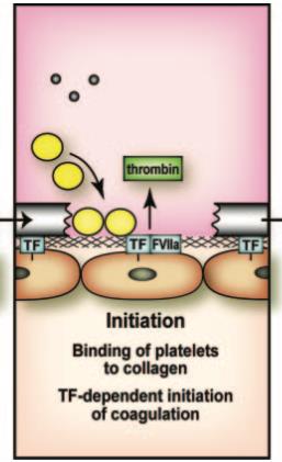 Trombin - klíčový pro zahájení celého koagulačního