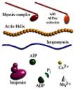 Odstranění Ca2+, vápníková pumpa Intracelulárně je velmi nízká koncentrace Ca2+, stoupne-li tato koncentrace aktivují se mechanismy, které hladinu Ca2+ sníží Vápníková pumpa účinně pumpuje Ca2+ do