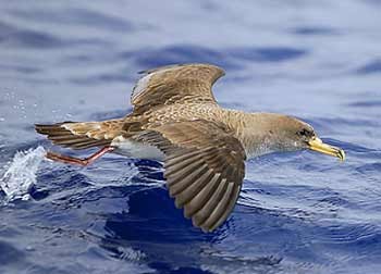 Řád: TRUBKONOSÍ (Procellariiformes) - mořští ptáci, rourkovité nozdry, hákovitý zobák (na konci) - dlouhá štíhlá křídla (nejdelší loketní část) - plovací noha ( 3 prsty s plovací blánou) -