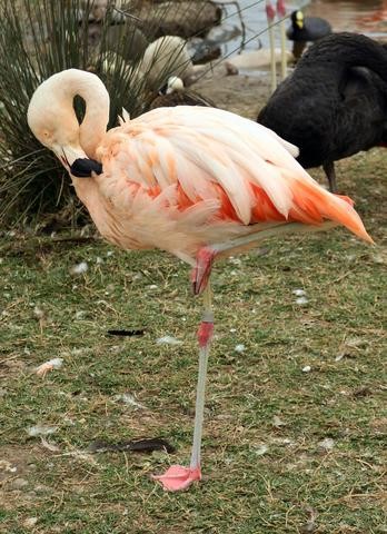 Řád: PLAMEŇÁCI (Phoenicopteriformes) - velcí vodní ptáci, dlouhé nohy a krk - silný zobák s filtrovacími lamelami potravou plankton - přední prsty s plovací blánou, palec redukován - v letu