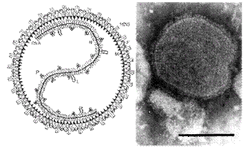 Virus příušnic http://vietsciences.