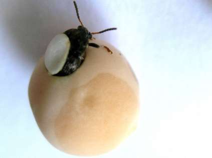 Zrnokaz hrachový Bruchus pisorum 4 až 5 mm velký brouk, přezimuje v hrachových zrnech, pak naletuje na porosty hrachu živí se pylem a korunními plátky samičky klade žlutá vajíčka na mladé lusky v