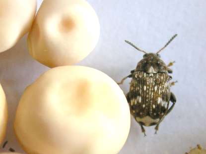 Zrnokaz hrachový - škodlivost poškozená semena poškozené zrno má okrouhlá okénka, pod nimi prosvítá brouk hlavní škody způsobují larvy svým