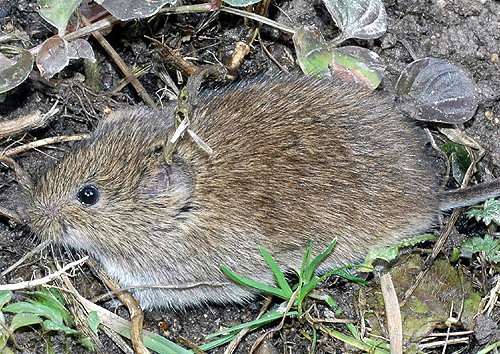 Hraboš polní Microtus arvalis hraboš polní je žlutavé nebo popelavě šedohnědý hlodavec s délkou 9 až 11 cm hraboš se zdržuje pohromadě, každý jedinec si buduje vlastní noru a vznikají kolonie množí