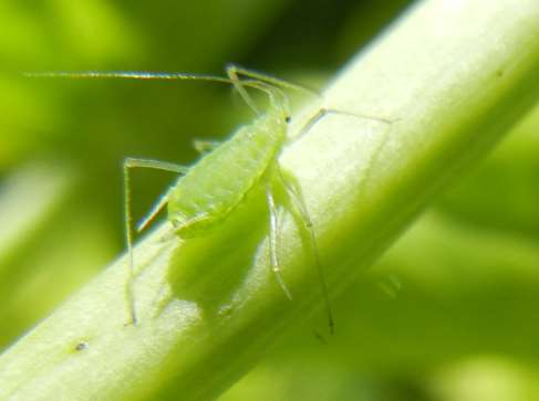 Kyjatka hrachová Acyrthosiphon pisum jedna samička žije 3-4 týdny a dá vznik 50 až 100 larvičkám během celé vegetace se rozmnožují partenogeneticky a živorodě