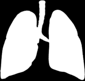 kuželovitý tvar s hrotem směrem ke klíční kosti oddělené vazivovou přepážkou (mediastinum) P plíce 3 laloky, L plíce 2 laloky na povrchu poplicnice (pleura pulmonalis)