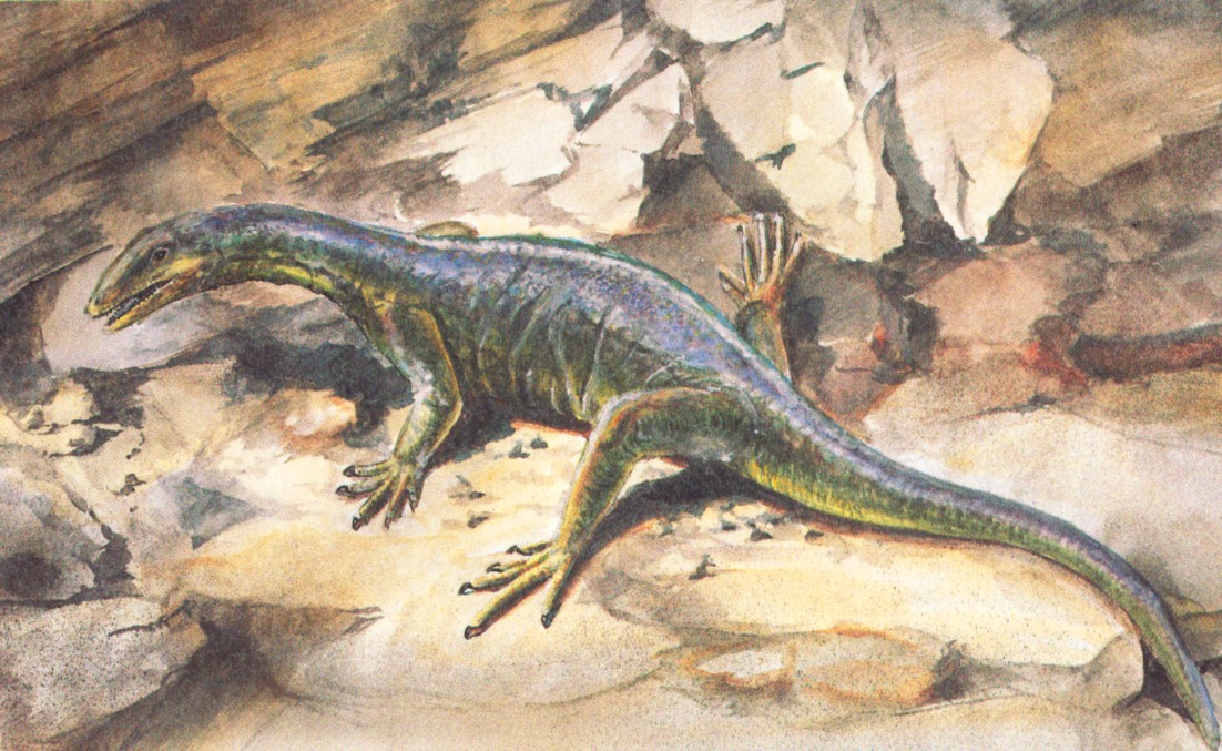 Cesta k dalším plazům Protosaurus, Diapsida, archosauromorfní