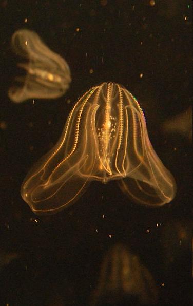 Invazní druh Žebernatka Mnemiopsis leidyi (warty comb jelly, popřípadě sea walnut) úspěšně řádí v evropských vodách. Postupně se sem dostává ze své domoviny u amerických břehů.