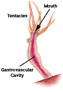 Trávicí soustava - láčka Trávení láčka trávicí dutina entoderm láčky je tvořen žláznatými,
