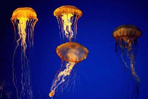 medúzy a polypa