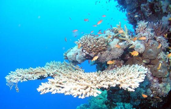 Korálnatci mořští celý život ve stadiu polypa