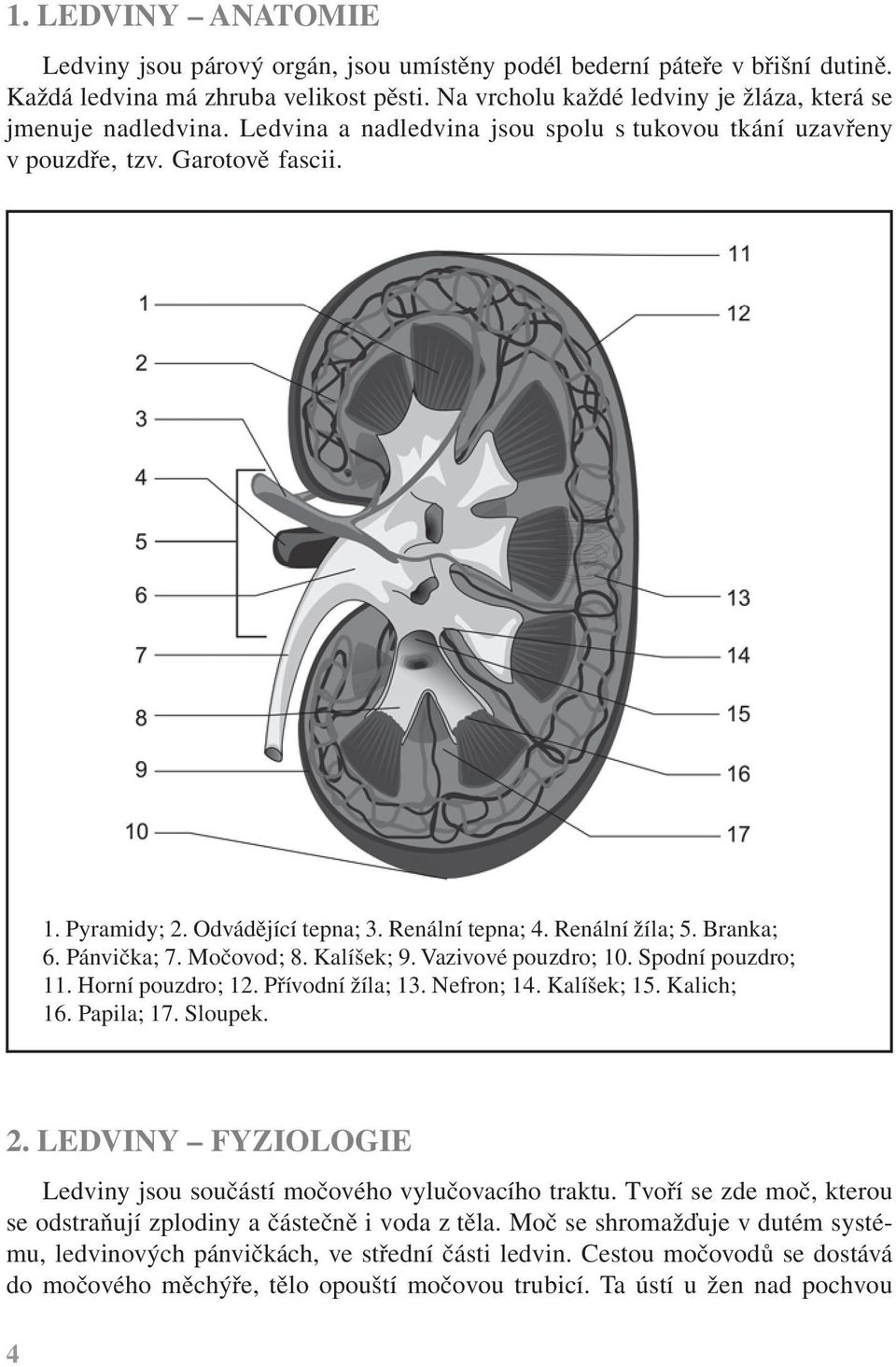 Renální tepna; 4. Renální žíla; 5. Branka; 6. Pánvička; 7. Močovod; 8. Kalíšek; 9. Vazivové pouzdro; 10. Spodní pouzdro; 11. Horní pouzdro; 12. Přívodní žíla; 13. Nefron; 14. Kalíšek; 15. Kalich; 16.