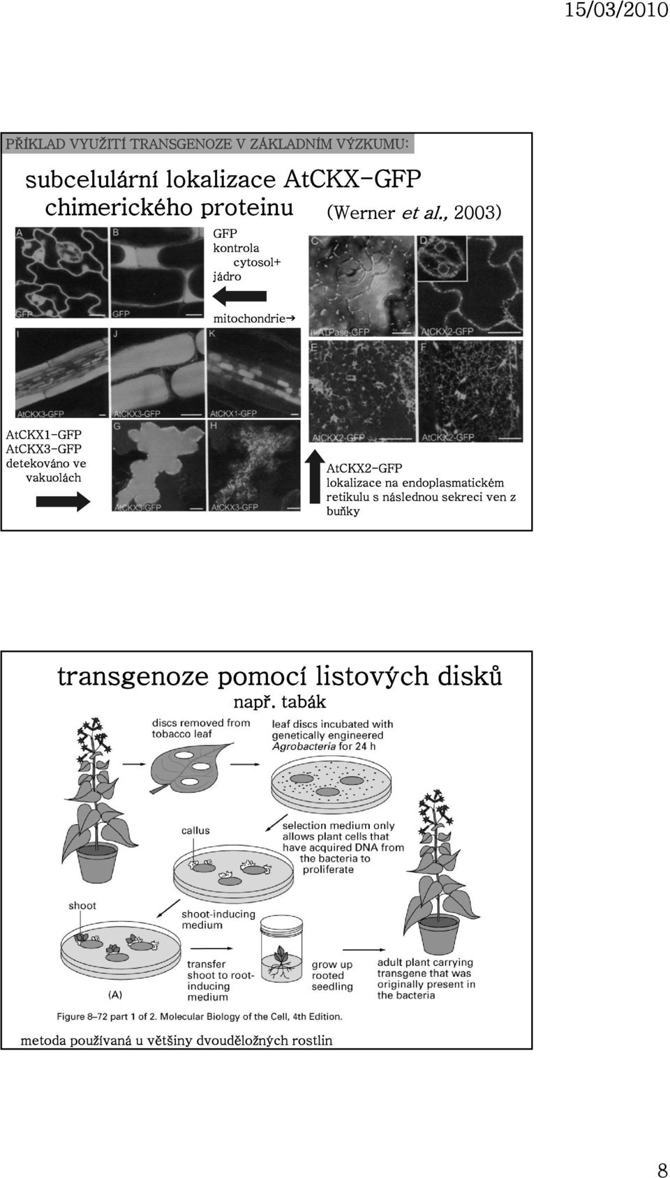 , 2003) mitochondrie AtCKX1-GFP AtCKX3-GFP detekováno ve vakuolách AtCKX2-GFP lokalizace na