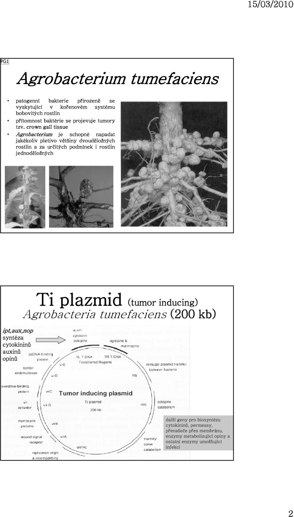 crown gall tissue Agrobacterium je schopné napadat jakékoliv pletivo většiny dvouděložných rostlin a za určitých podmínek i rostlin
