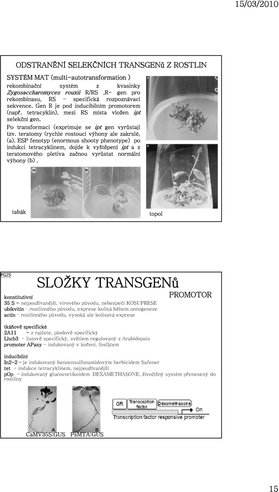 teratomy (rychle rostoucí výhony ale zakrslé, (a), ESP fenotyp (enormous shooty phenotype) po indukci tetracyklinem, dojde k vyštěpení ipt a z teratomového pletiva začnou vyrůstat normální výhony (b).