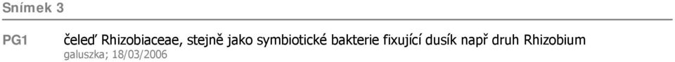 symbiotické bakterie fixující