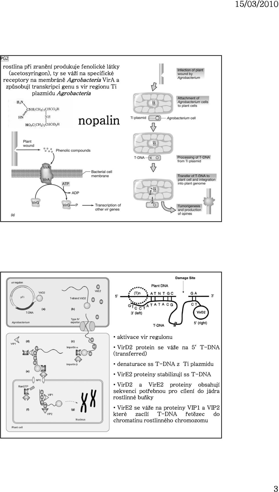 (transferred) denaturace ss T-DNA z Ti plazmidu VirE2 proteiny stabilizují ss T-DNA VirD2 a VirE2 proteiny obsahují sekvenci potřebnou
