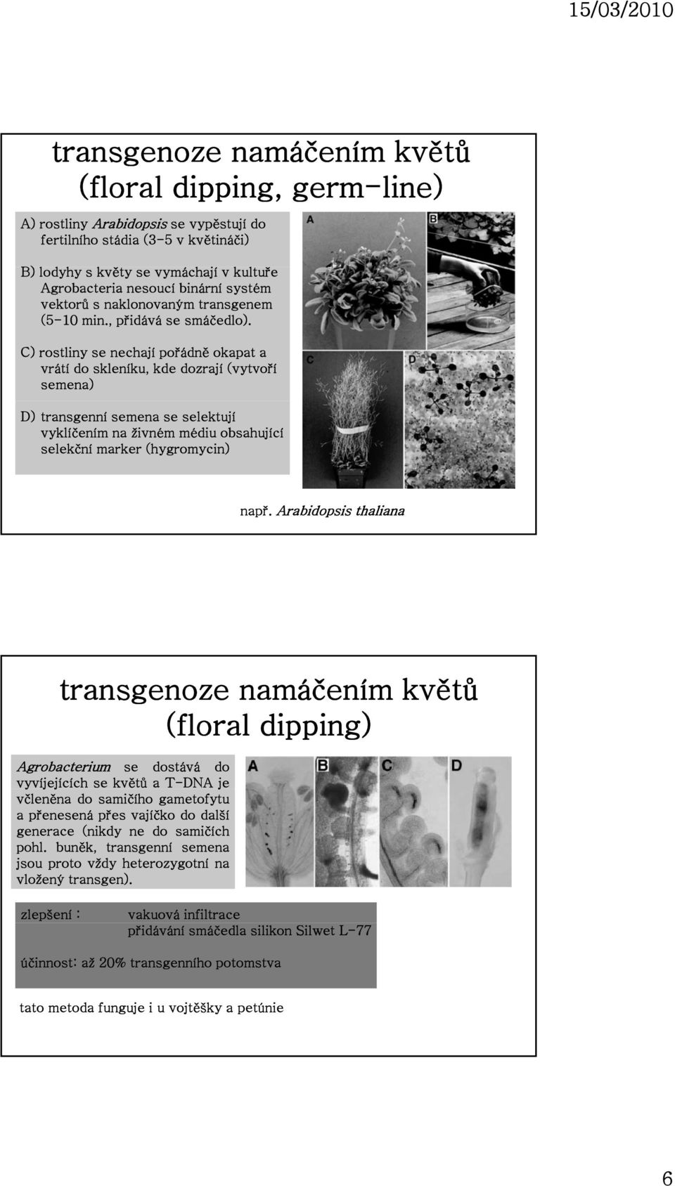 C) rostliny se nechají pořádně okapat a vrátí do skleníku, kde dozrají (vytvoří semena) D) transgenní semena se selektují vyklíčením na živném médiu obsahující selekční marker (hygromycin) např.