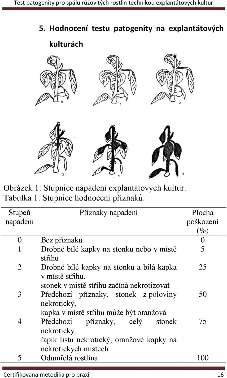 kapka v místě střihu, stonek v místě střihu začíná nekrotizovat 25 3 Předchozí příznaky, stonek z poloviny nekrotický, kapka v místě střihu může být oranžová 4