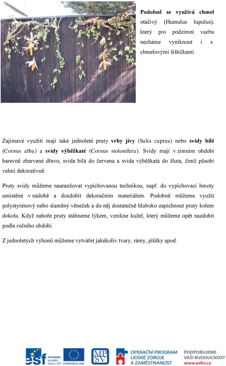 Svídy mají v zimním období barevně zbarvené dřevo, svída bílá do červena a svída výběžkatá do žluta, čímž působí velmi dekorativně. Pruty svídy můžeme naaranžovat vypichovanou technikou, např.