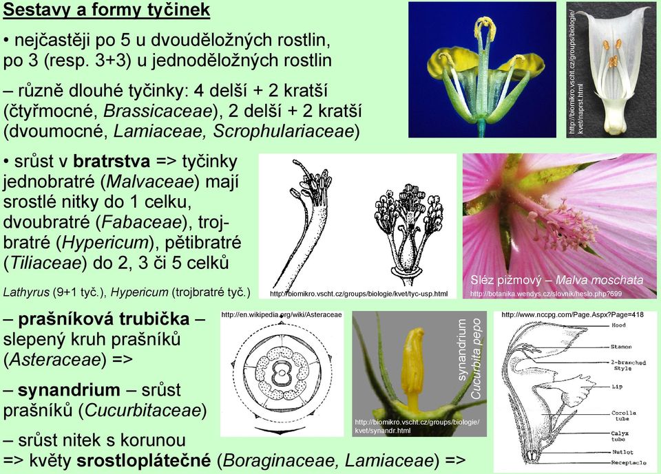 (Malvaceae) mají srostlé nitky do 1 celku, dvoubratré (Fabaceae), trojbratré (Hypericum), pětibratré (Tiliaceae) do 2, 3 či 5 celků Lathyrus (9+1 tyč.), Hypericum (trojbratré tyč.