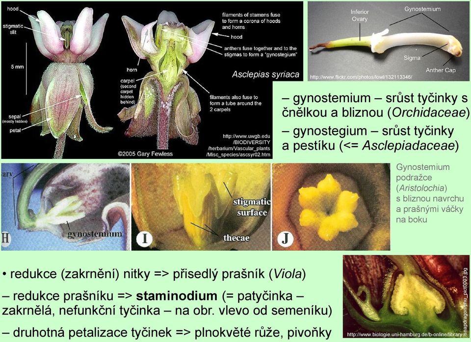 htm gynostemium srůst tyčinky s čnělkou a bliznou (Orchidaceae) gynostegium srůst tyčinky a pestíku (<= Asclepiadaceae) Gynostemium podražce (Aristolochia) s