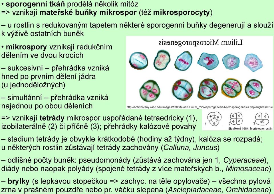 tetrády mikrospor uspořádané tetraedricky (1), izobilaterálně (2) či příčně (3); přehrádky kalózové povahy http://botit.botany.wisc.edu/images/130/meiosis/lilium_microsporogenesis/microsporogenesis.