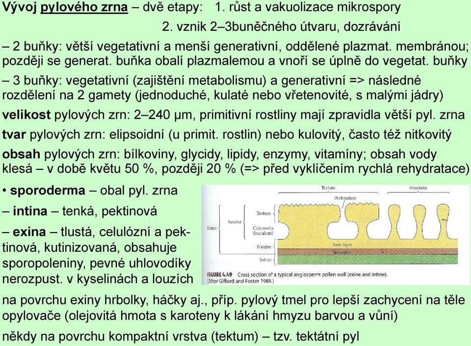 buňky 3 buňky: vegetativní (zajištění metabolismu) a generativní => následné rozdělení na 2 gamety (jednoduché, kulaté nebo vřetenovité, s malými jádry) velikost pylových zrn: 2 240 µm, primitivní